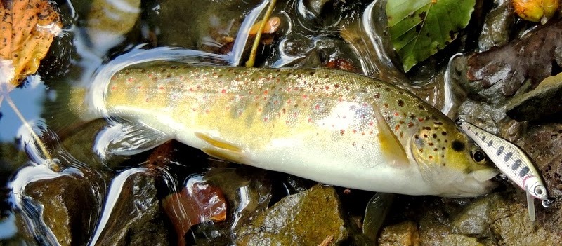 smith-ar-s-minnow