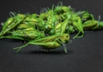 Воблер Imago Hopper