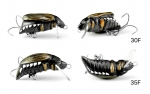 Воблер Imago Maybug