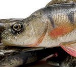 Силікон ANGRY Perch PE-195-R-NOR