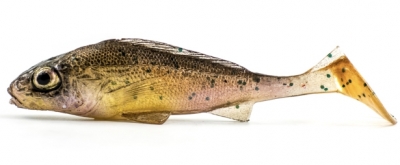 Купити силікон ANGRY Ruffe RU-100-R-NTA